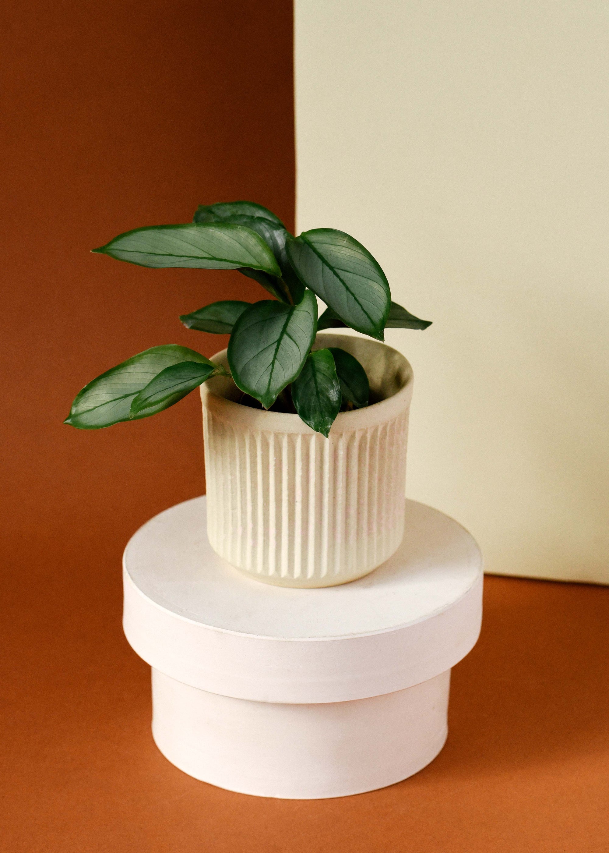 Ctenanthe setosa 'Grey Star'