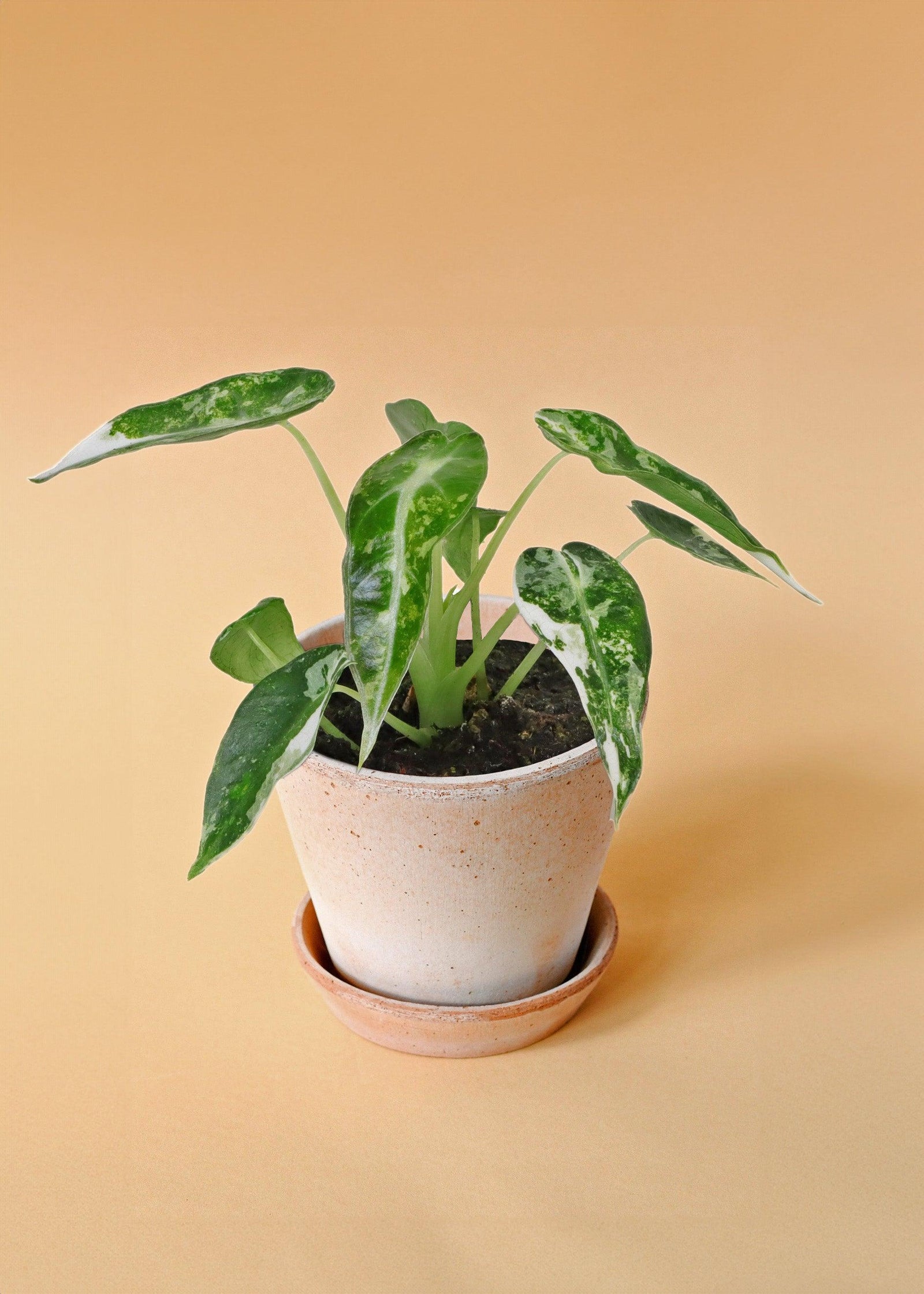 Alocasia 'Curly Bambino' albo variegata baby -  Plant Circle.