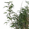 Fargesia rufa (Non-Invasive Clumping Bamboo) – 23cm Pot, 110cm Height -  Plant Circle.