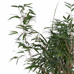 Fargesia rufa (Non-Invasive Clumping Bamboo) – 23cm Pot, 110cm Height -  Plant Circle.