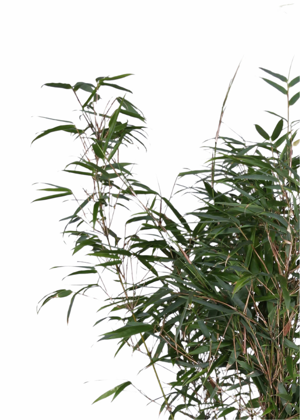 Fargesia rufa (Non-Invasive Clumping Bamboo) – 23cm Pot, 110cm Height -  Plant Circle.