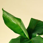 Musa Basjoo – Medium, Approx. 35.0cm height – 12.0cm Pot Default Title 1