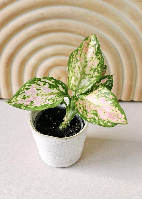 Aglaonema Red Valentine Baby