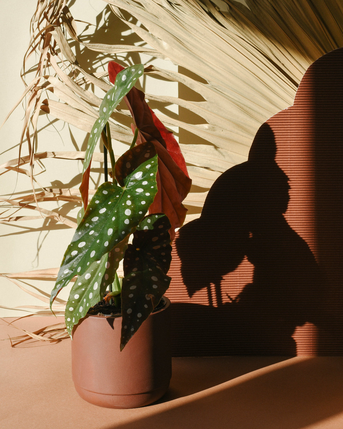 Begonia Maculata Wightii (Polka Dot Begonia) M