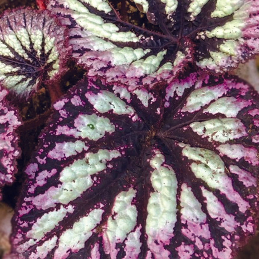 "Beautiful Begonia Rex 'Fireworks'. A perfect begonia for your indoor houseplant collection."