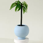 Begonia Albopicta 'Tamaya' Baby – Medium, Approx. 45.0cm height – 12.0cm Pot Default Title