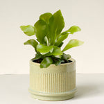 Asplenium Nidus (Bird's Nest Fern ) Baby
