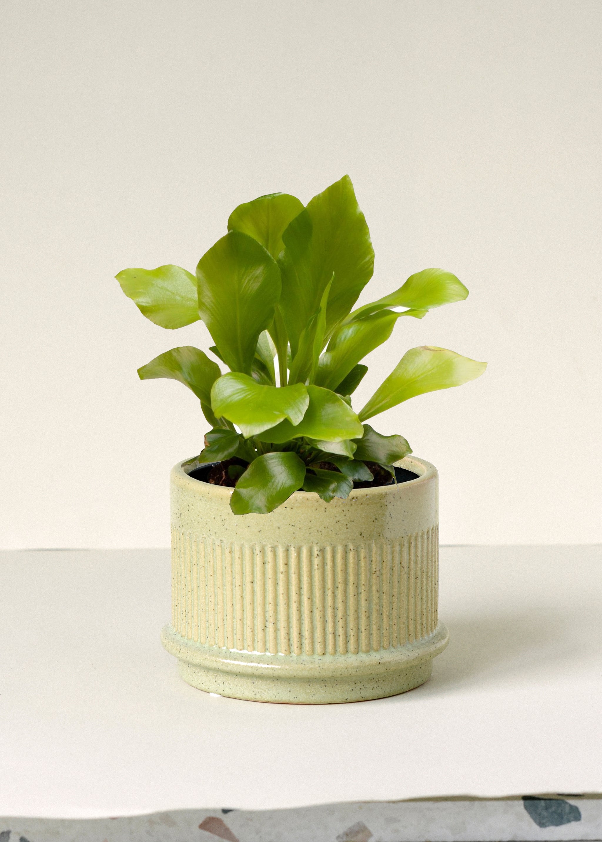 Asplenium Nidus (Bird's Nest Fern ) Baby