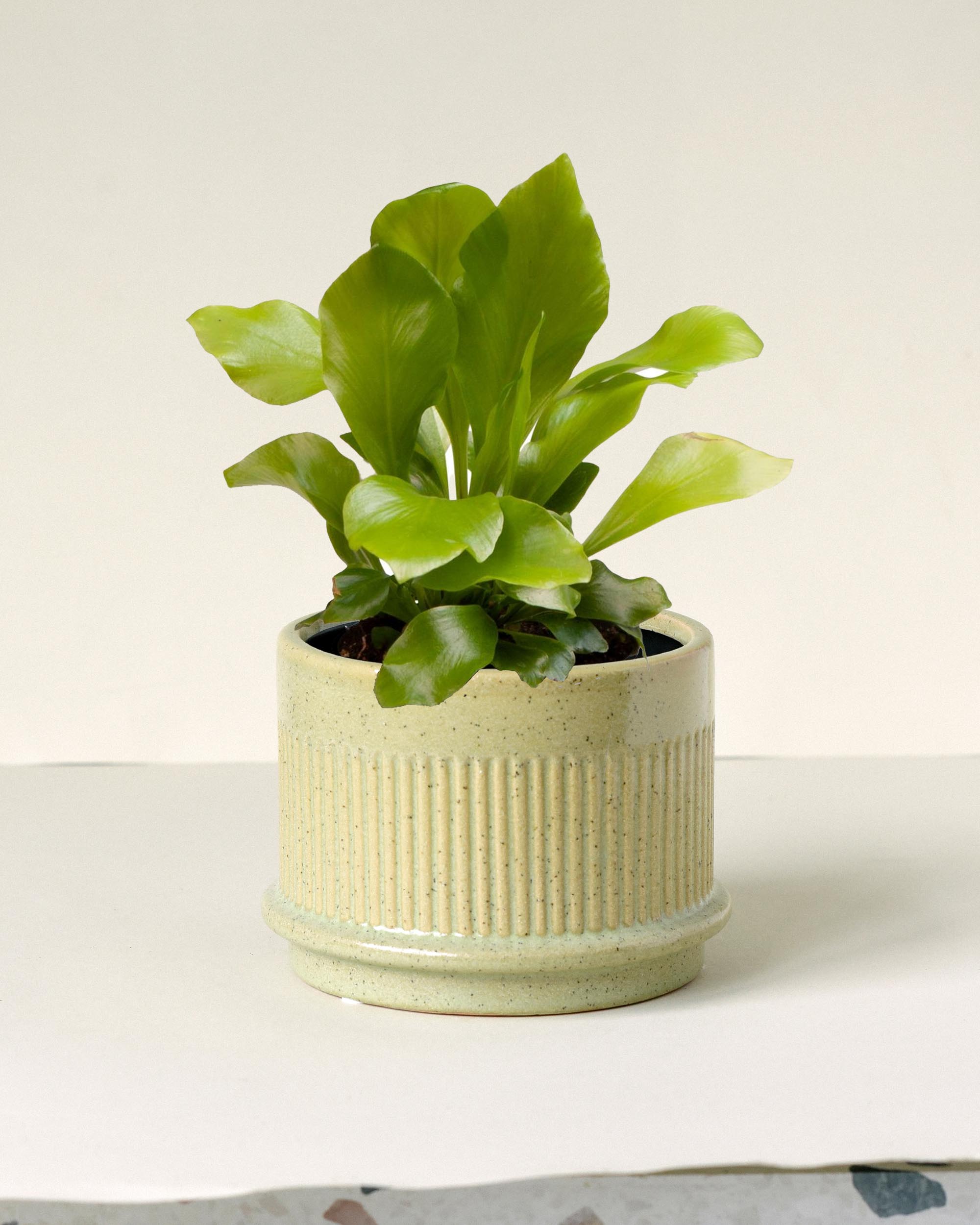 birds nest fern pale green from underwater Add a tropical touch to your space with our Asplenium Nidus (Bird's Nest Fern) Baby. Easy care, stunning shape, and rich green hues make it a must-have for any plant lover