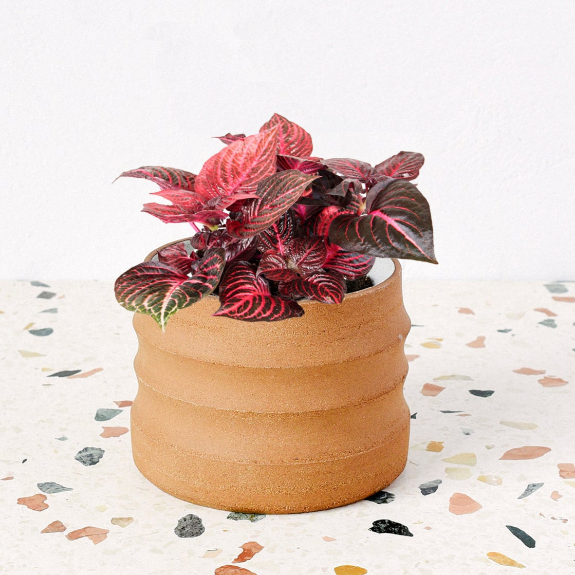 indoor bloodleaf plant Iresine Diffusa f. Herbstii 'Rich Redstar' aka 'Bloodleaf' Medium