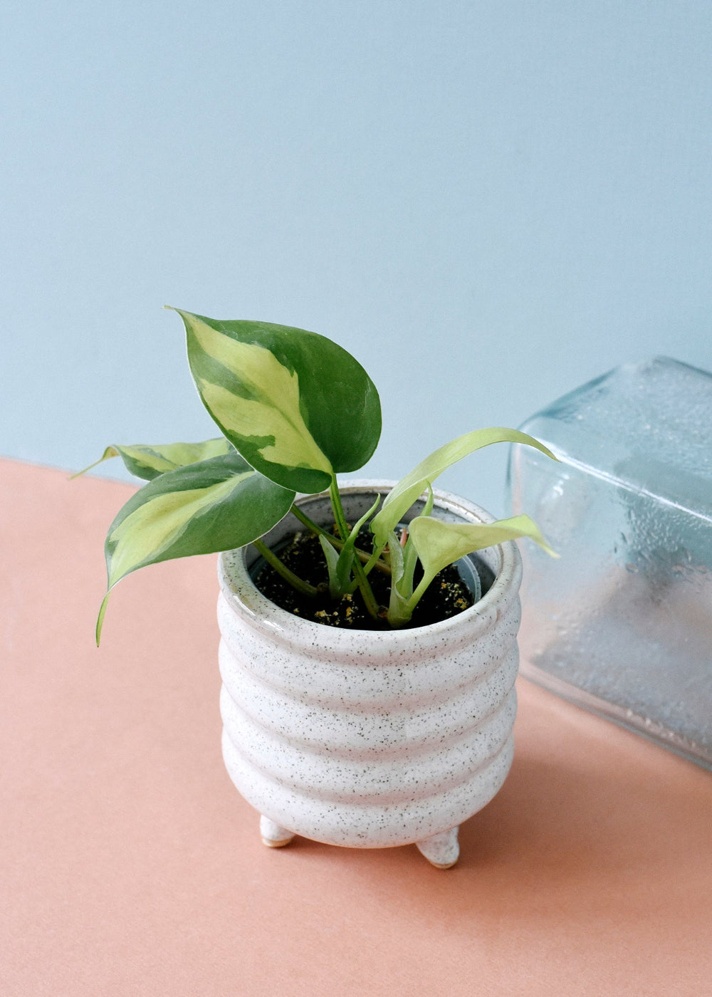 philodendron hederaceum var. oxycardium 'brasil' Philodendron Brasil Baby is a classic, easy care houseplant
