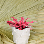Cryptanthus ‘Super Pink’ Baby -  Plant Circle.
