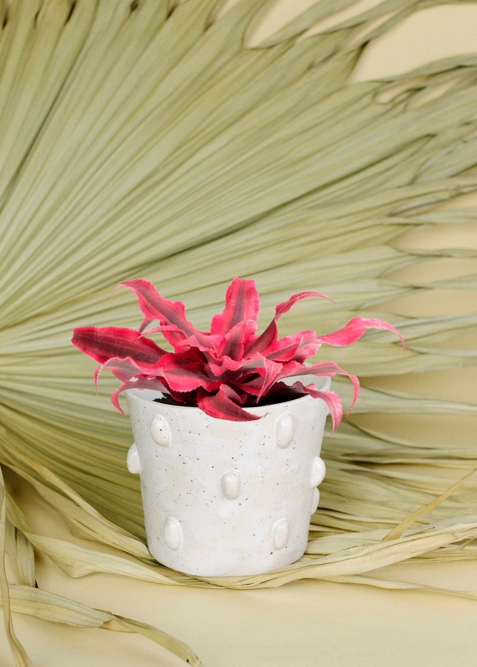 Cryptanthus ‘Super Pink’ Baby -  Plant Circle.