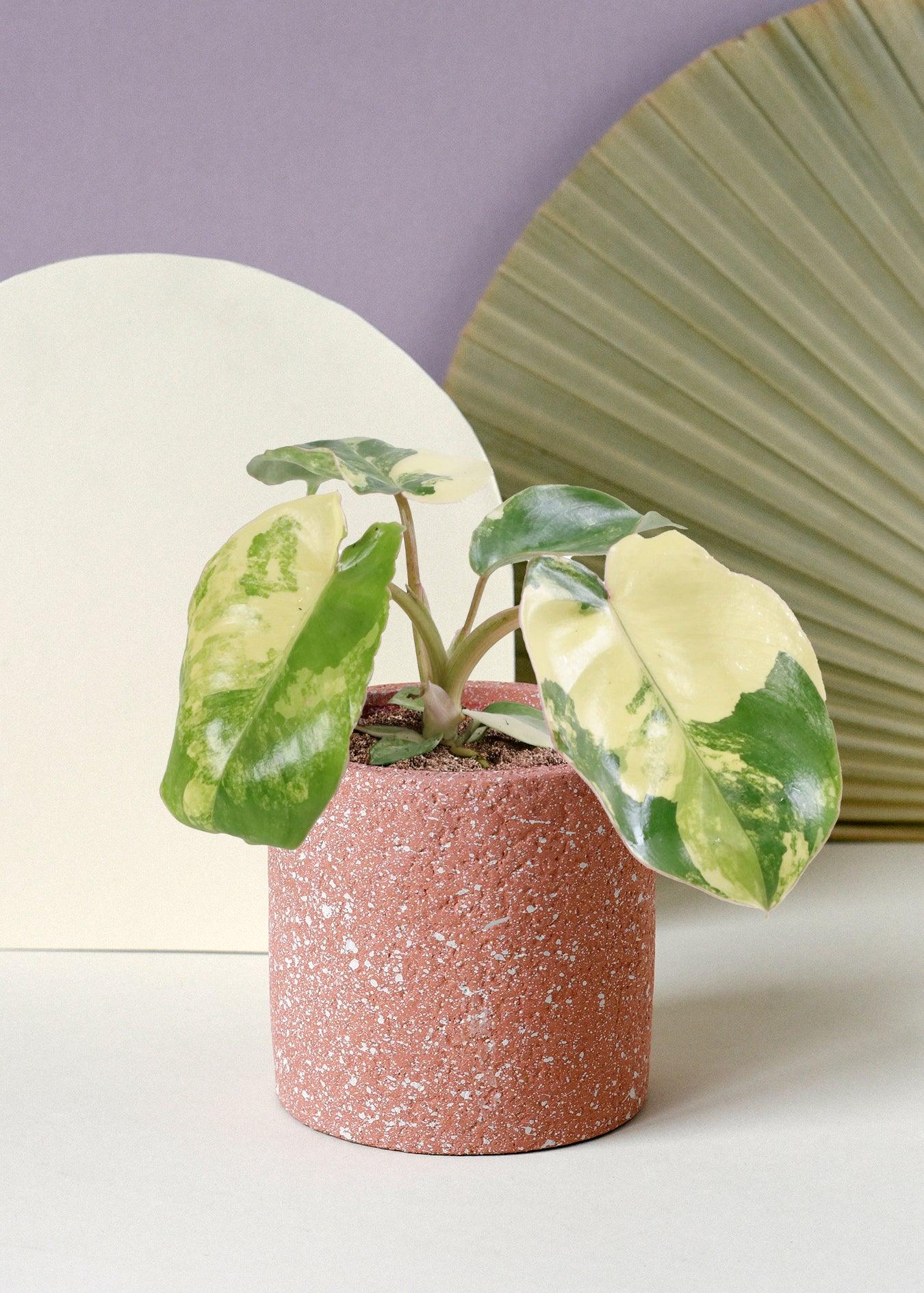 philodendron imbe burle marx Philodendron 'Burle Marx' albo variegata baby