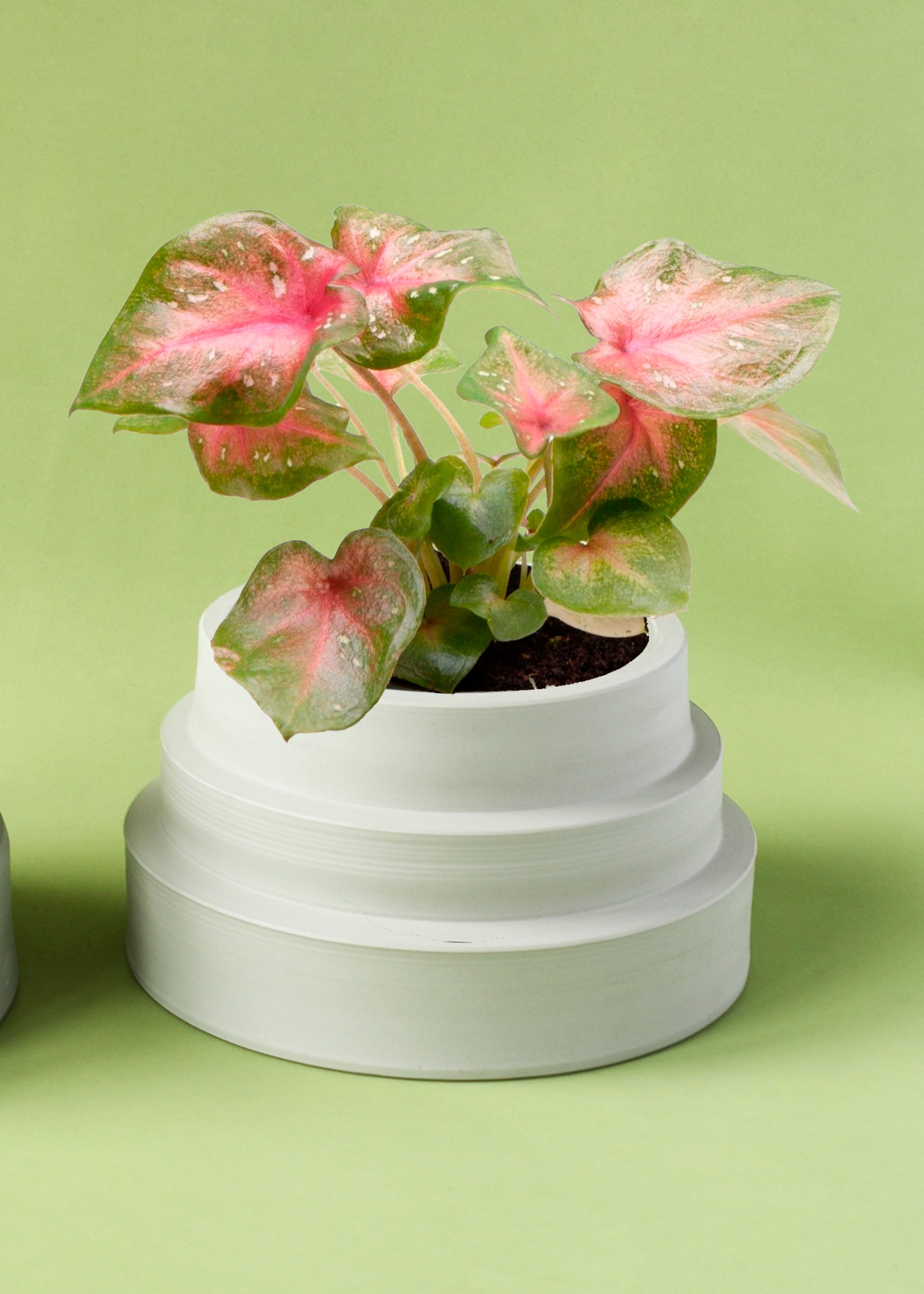 caladiums and philodendron plants Caladium 'Bicolor' Casey Baby Plant by Plant Circle