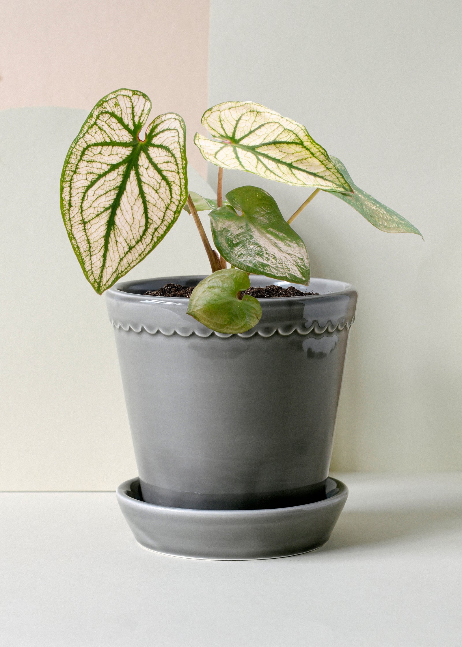 Caladium bicolor ‘Pliage’ – Baby (6cm) -  Plant Circle.