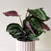Goeppertia (Calathea) 'Medallion' M