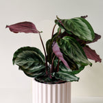 Goeppertia (Calathea) 'Medallion' M