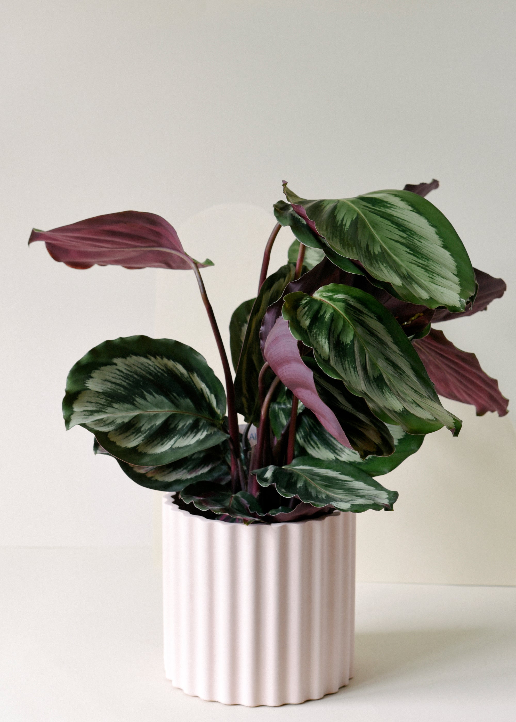 Goeppertia (Calathea) 'Medallion' M