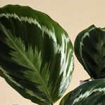 Goeppertia (Calathea) 'Medallion' L