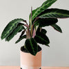 Calathea Warscewiczii – Large, Approx. 80.0cm height – 19.0cm Pot Default Title 1