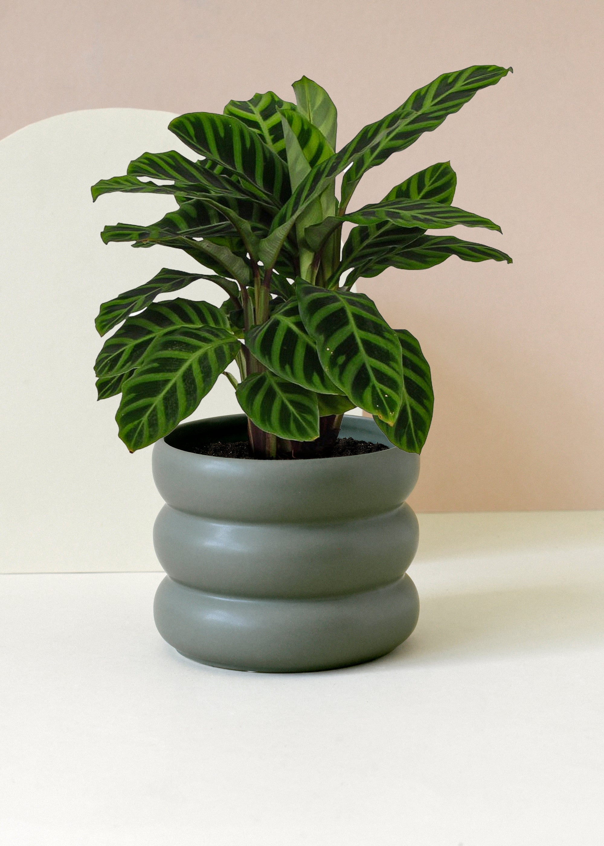 Goeppertia (Calathea) zebrina