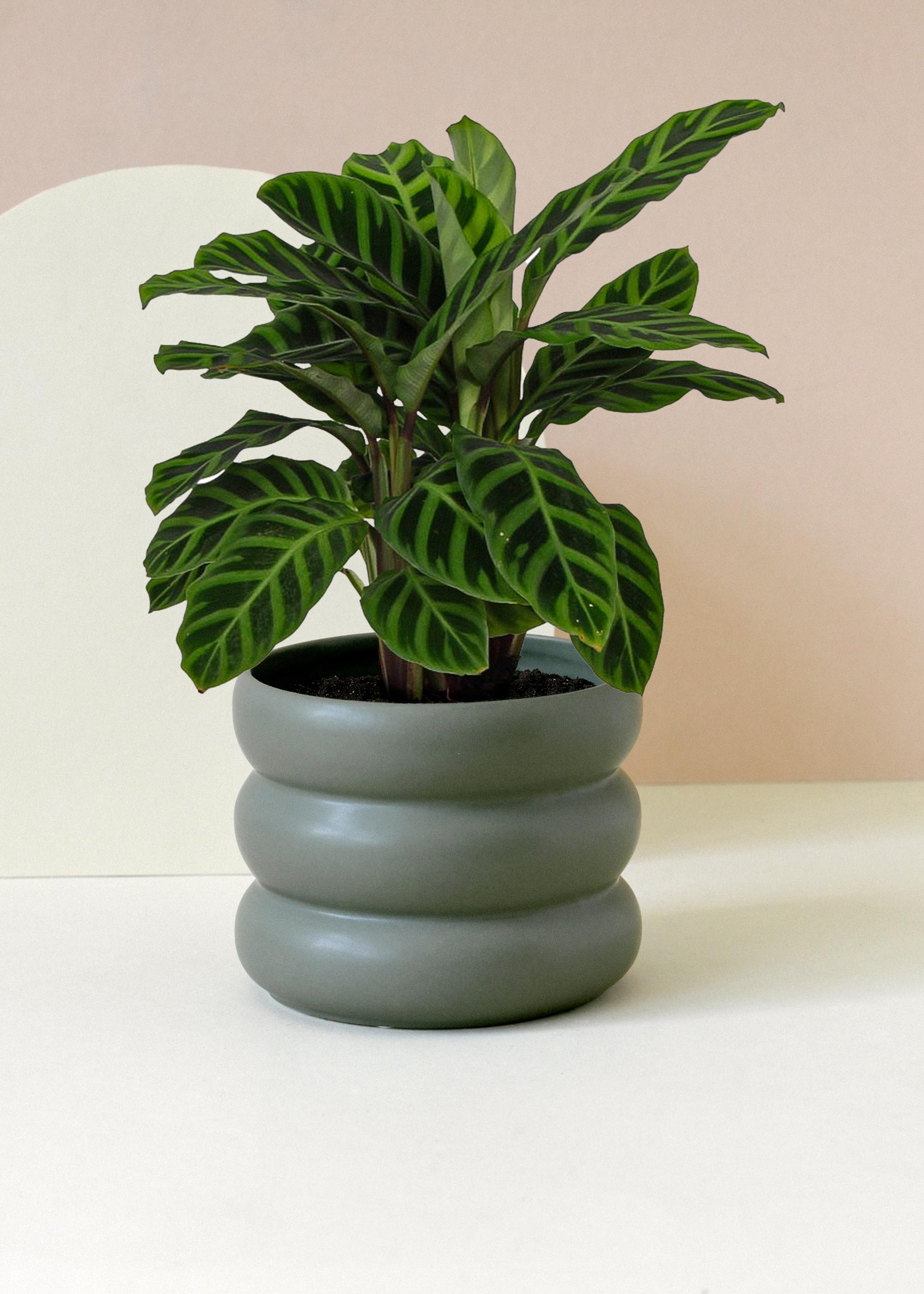 indoor calathea plant care Goeppertia (Calathea) zebrina Medium