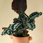 Healthy Calathea Kennedy by Plant Circle – Medium, Approx. 40.0cm height by Plant Circle – 14.0cm Pot. A perfect calathea kennedy by plant circle – medium, approx. 40.0cm height by plant circle – 14.0cm pot for your indoor houseplant collection.