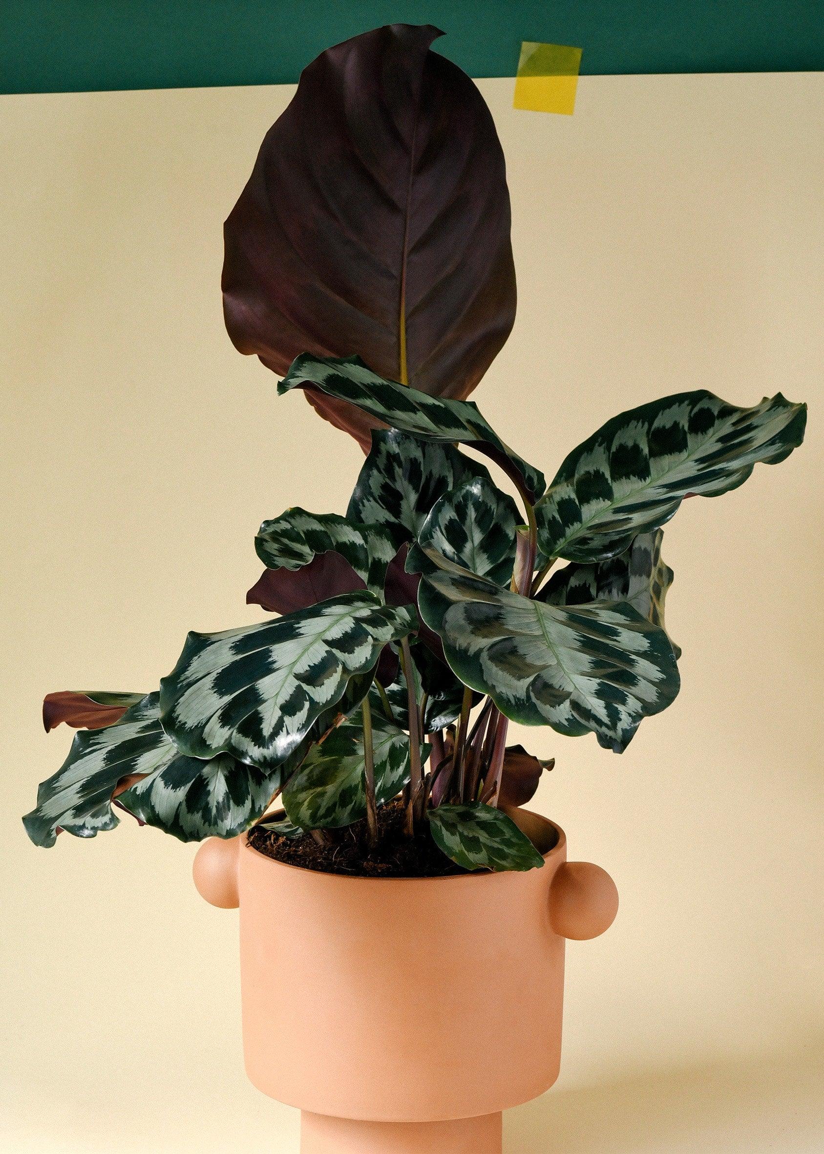 Healthy Calathea Kennedy by Plant Circle – Medium, Approx. 40.0cm height by Plant Circle – 14.0cm Pot. A perfect calathea kennedy by plant circle – medium, approx. 40.0cm height by plant circle – 14.0cm pot for your indoor houseplant collection.