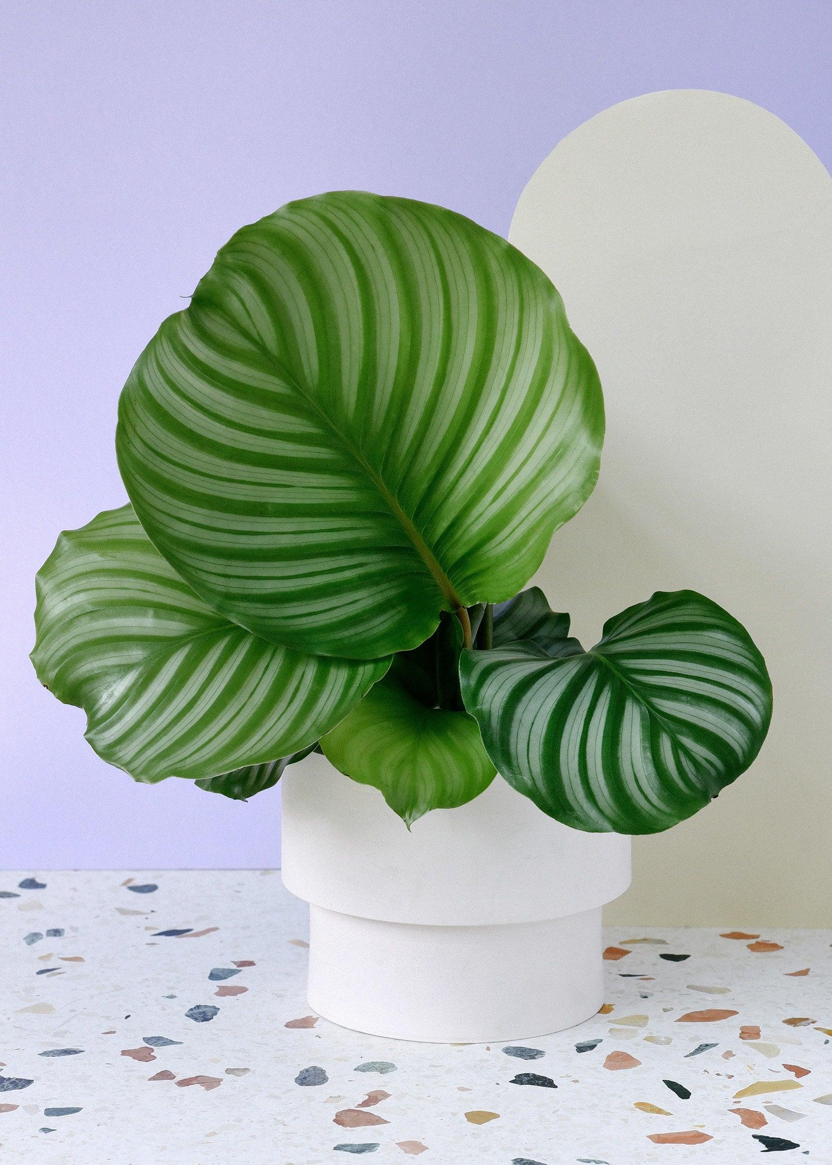 Goeppertia (Calathea) Orbifolia M