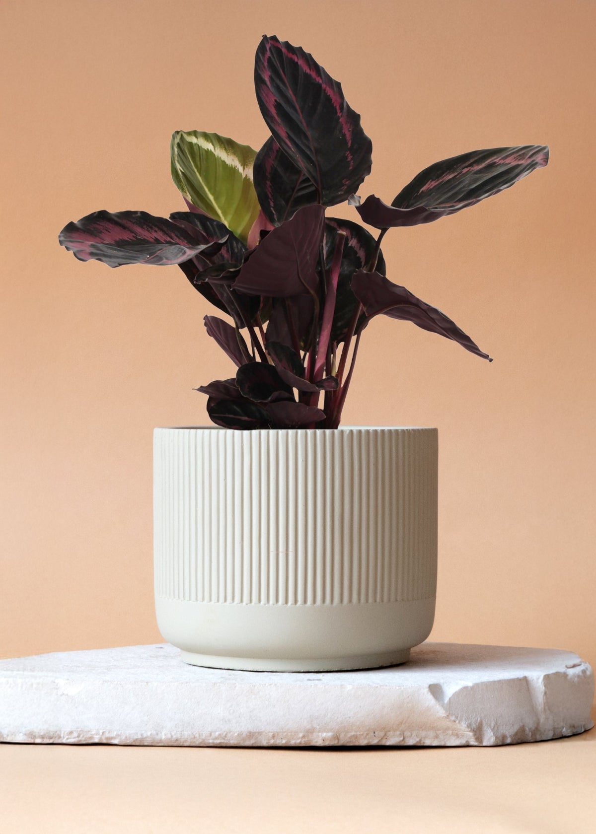 Goeppertia (Calathea) roseopicta: Haustiersichere Pflanzenschönheit