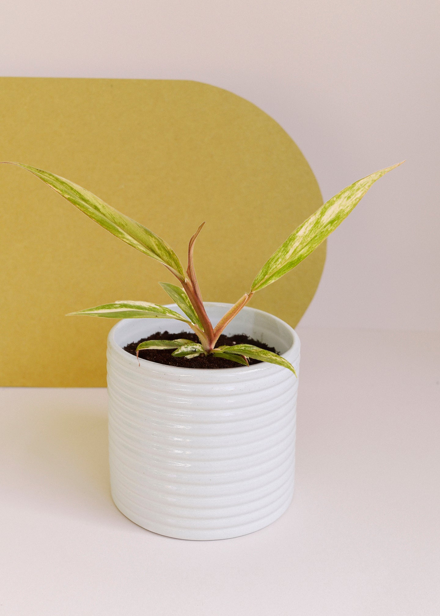Philodendron Caramel Marble Baby - 6cm pot 15cm height -  Plant Circle.