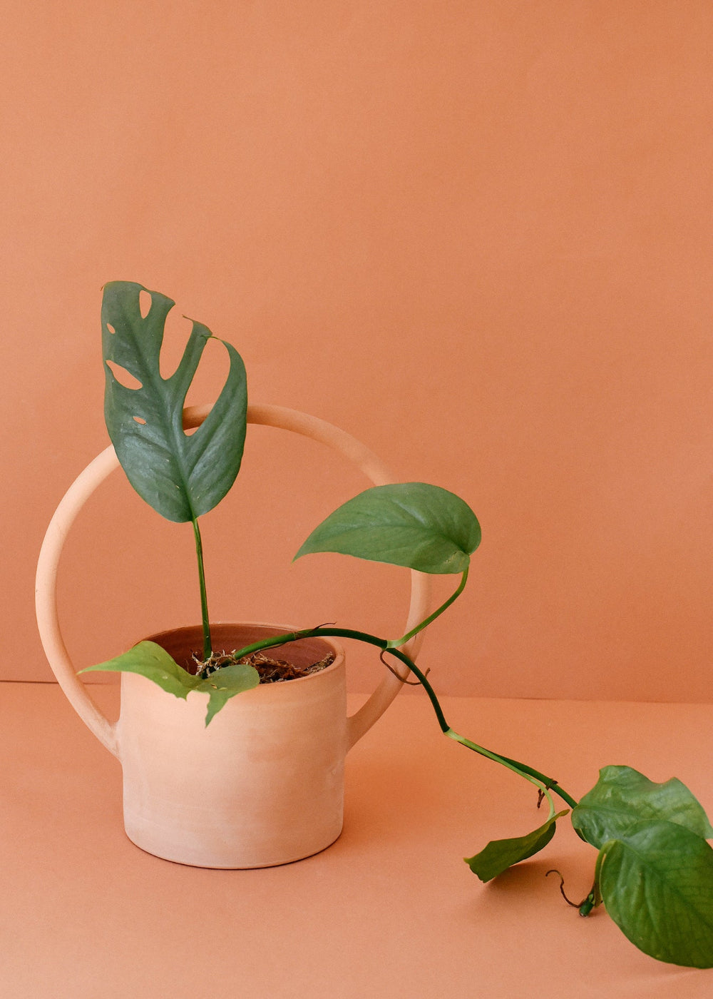 Epipremnum cebu blue showing leaf fenestrations