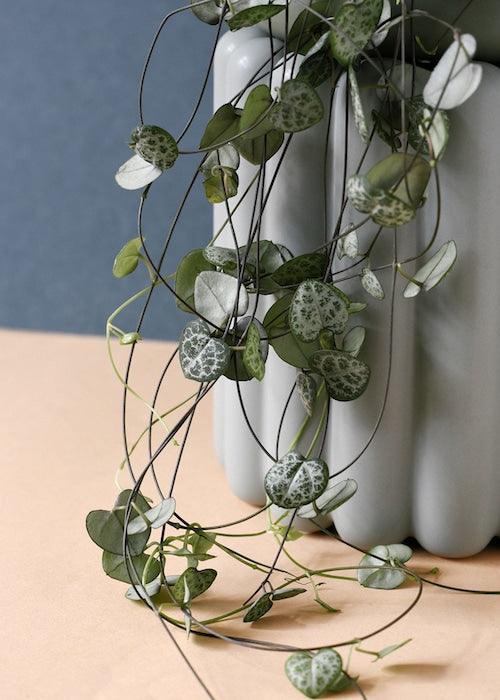 Healthy Ceropegia Woodii (String Of Hearts) M. A perfect ceropegia woodii (string of hearts) m for your indoor houseplant collection.