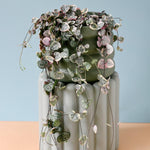 Healthy Ceropegia Woodii Variegata M by Plant Circle. A perfect ceropegia woodii variegata m by plant circle for your indoor houseplant collection.