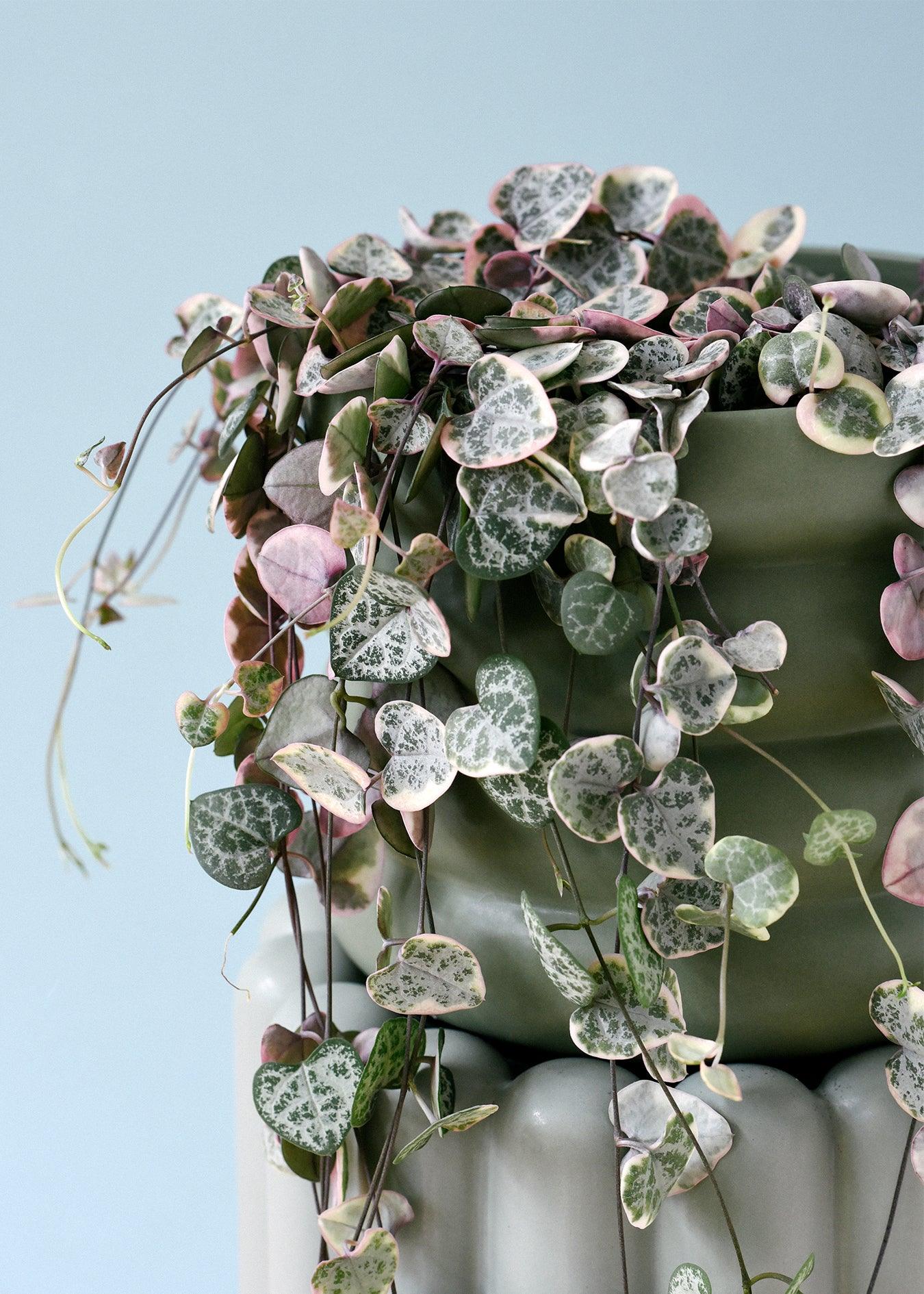Healthy Ceropegia Woodii Variegata M by Plant Circle. A perfect ceropegia woodii variegata m by plant circle for your indoor houseplant collection.