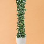 Cissus Rotundifolia XL – XL, Approx. 160.0cm height – 27.0cm Pot Default Title 1