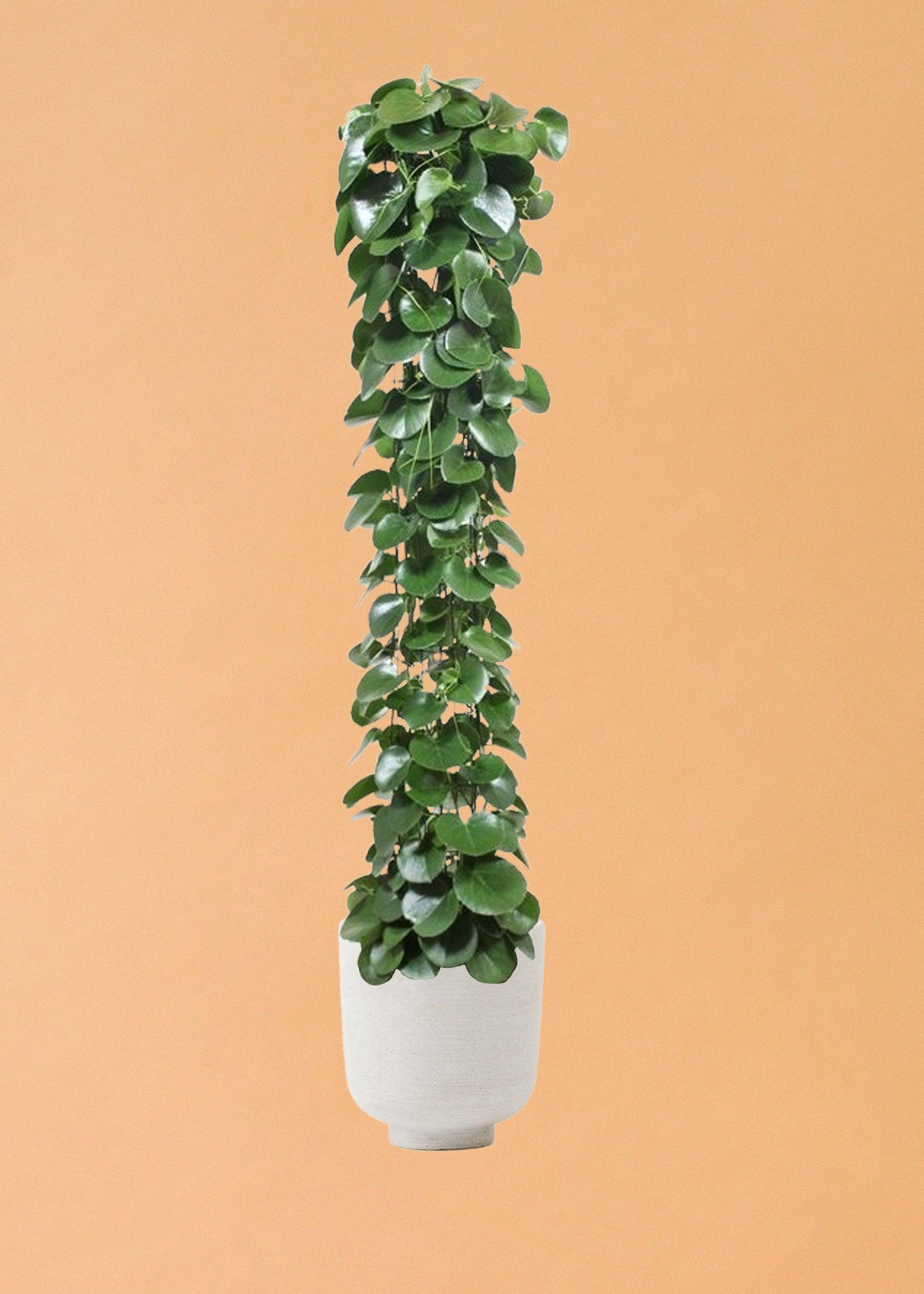 Cissus Rotundifolia XL – XL, Approx. 160.0cm height – 27.0cm Pot Default Title 1