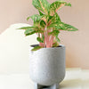 aglaonema coco melon