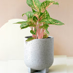 aglaonema coco melon