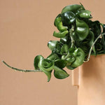 Healthy Hoya Carnosa Compacta Baby by Plant Circle. A perfect hoya carnosa compacta baby by plant circle for your indoor houseplant collection.