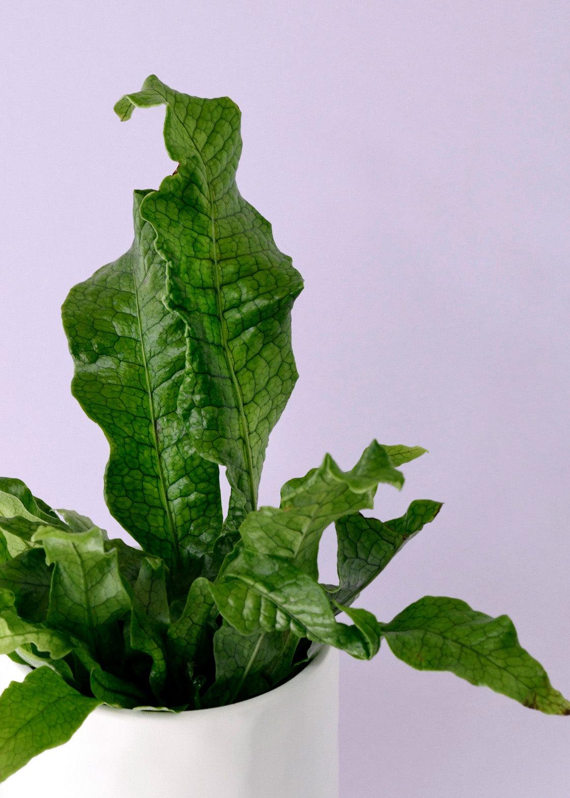 philodendron musifolium Microsorum musifolium 'Crocodyllus' or Crocodile Fern is a rare, pet-friendly houseplant with distinctive, textured foliage. Perfect for adding a tropical touch to your home