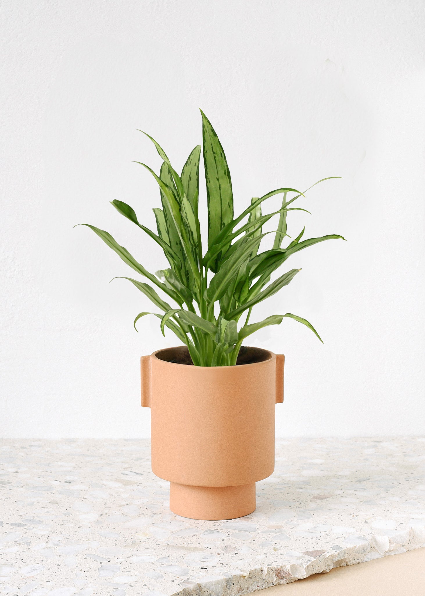 aglaonema cutlass flower Aglaonema 'Cutlass' - Stylish Low-Maintenance Plant