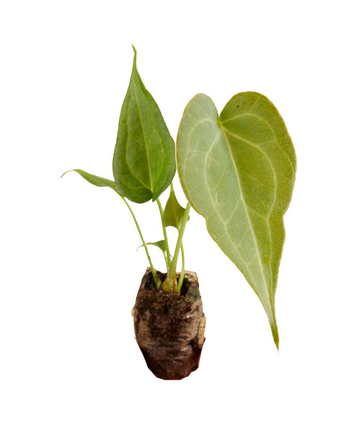 Anthurium 'Delta Force' XS Baby (Plug Size)