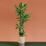 Dracaena fragrans ‘Janet Lind’ by Plant Circle -  Plant Circle.