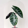 Healthy Alocasia	Pink Dragon M by Plant Circle. A perfect alocasia	pink dragon m by plant circle for your indoor houseplant collection.