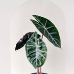 Healthy Alocasia	Pink Dragon M by Plant Circle. A perfect alocasia	pink dragon m by plant circle for your indoor houseplant collection.