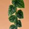 Monstera Dubia Medium -  Geen.