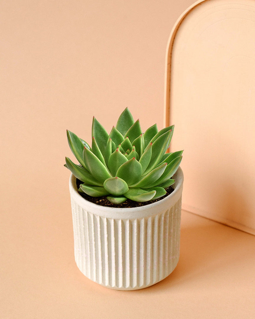 miranda house plant Echeveria 'Miranda' Small