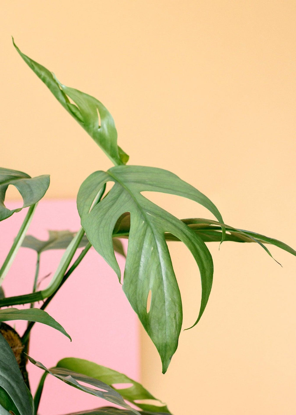 philodendron cebu blue fenestration Epipremnum pinnatum 'Cebu Blue' Medium